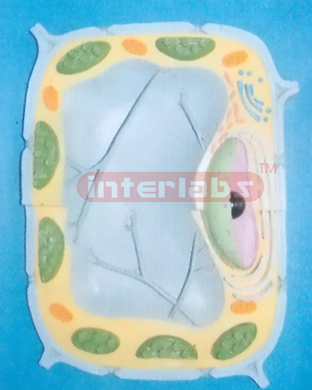 PLANT CELL MODEL WITH BASE